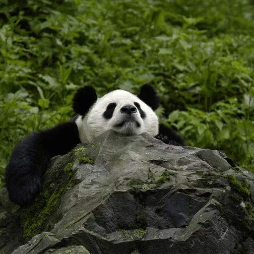 панда, панда панда, панда природе, большая панда, всемирный фонд дикой природы