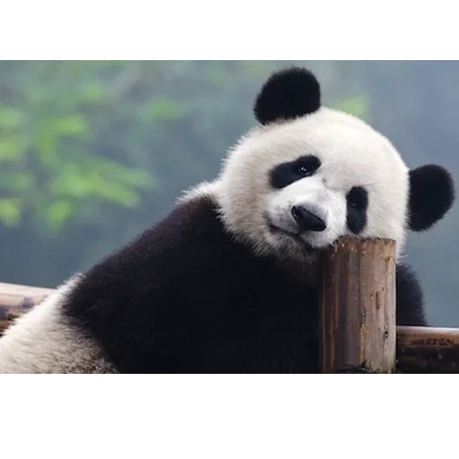 panda, panda raksasa, hewan panda, fakta tentang panda, lingkungan alam