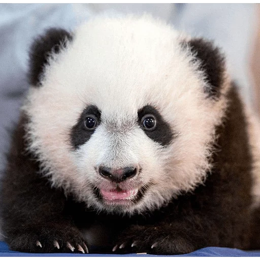 panda, riesenpanda, panda bay bay, panda cub, flauschiger panda