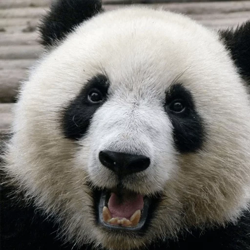 panda, le visage de panda, point de panda, museau de panda, panda panda