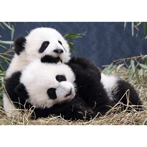 panda raksasa, hewan panda, dunia bayi panda, panda raksasa, anak panda raksasa