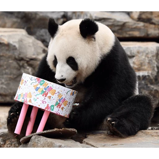 panda is dear, panda panda, panda gives flowers, panda birthday, panda is welcome