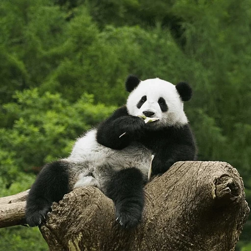 панда, панда си, китай панда, большая панда, гигантская панда