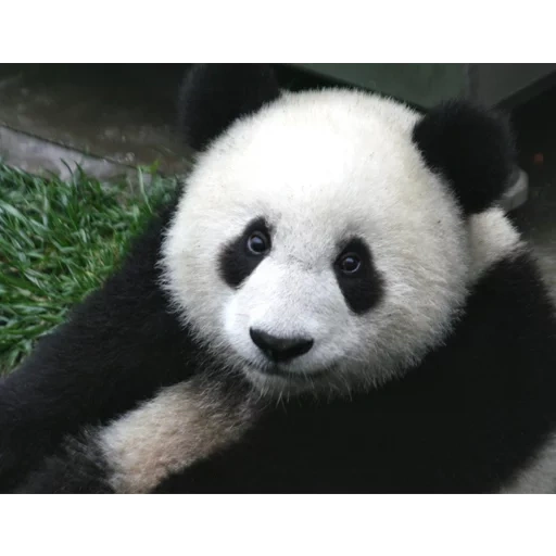 panda, panda panda, panda géant, panda sans taches, panda sans cercles noirs