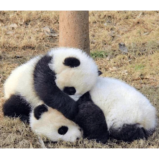 панда, две панды, большая панда, панда животное, гигантская панда
