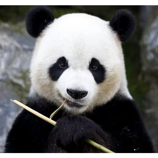panda, panda ari, panda panda, panda géant, panda sourit