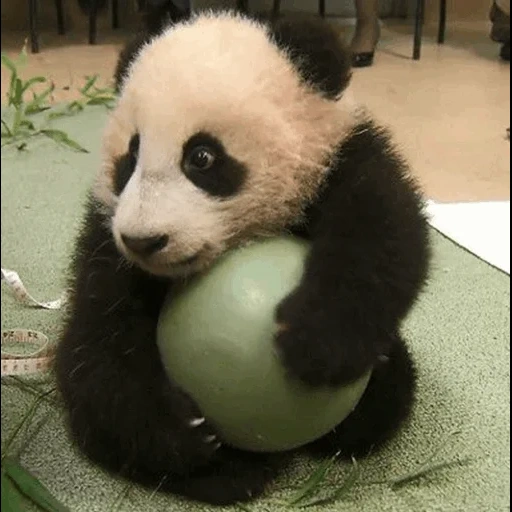 panda, bola de panda, cachorro, soy un panda codicioso, panda come bambú