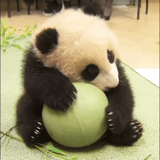 panda, dulce panda, panda, panda codicioso, panda con una pelota