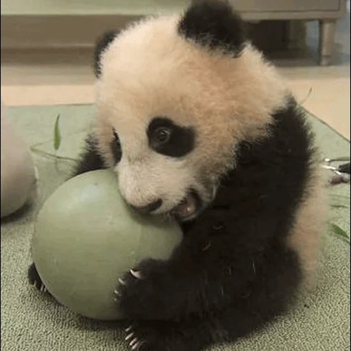 panda, panda panda, panda demande, panda géant, le panda est petit