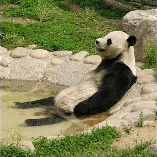 panda, panda macho, férias de panda, zoológico de panda, zoológico de panda moscou