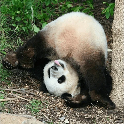 panda es querido, panda es grande, los pandas son divertidos, panda es un animal, panda gigante