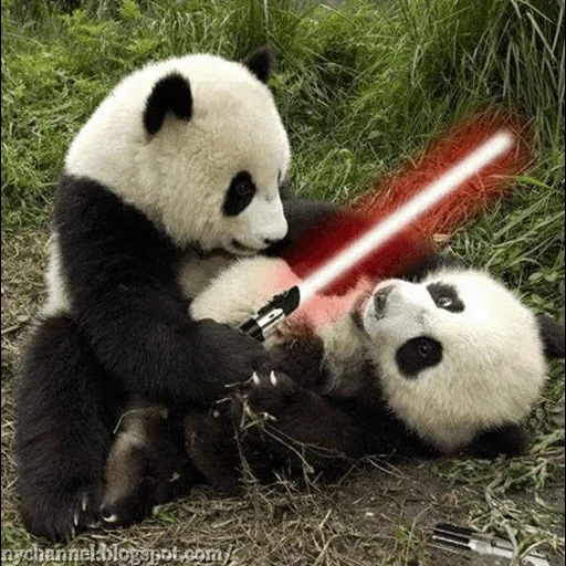 pandy, clip panda, panda jedi, panda géant, panda star wars