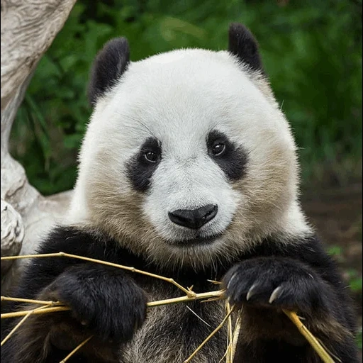panda, bambus panda, riesenpanda, bambus panda, panda ist gewöhnlich