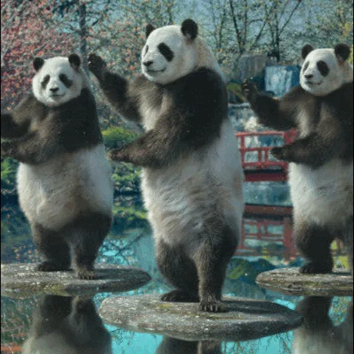 pandey, giant panda, panda animal, animals are cute, panda at moscow zoo