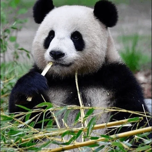 panda, giant panda, panda animal, animal panda, pandas eat bamboo