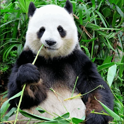 панда, панда бамбук, панда ест бамбук, гигантская панда, бамбуковая панда