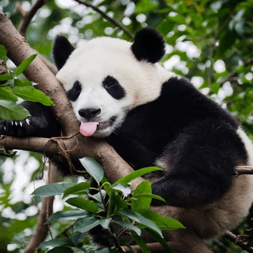 panda, panda géant, animaux panda, panda en bambou, big panda bamboo bear