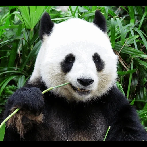 панда, панда бамбук, панда ест бамбук, бамбуковая панда, большая панда ест бамбук