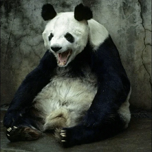 panda, panda est en colère, pandas drôles, panda géant, panda géant