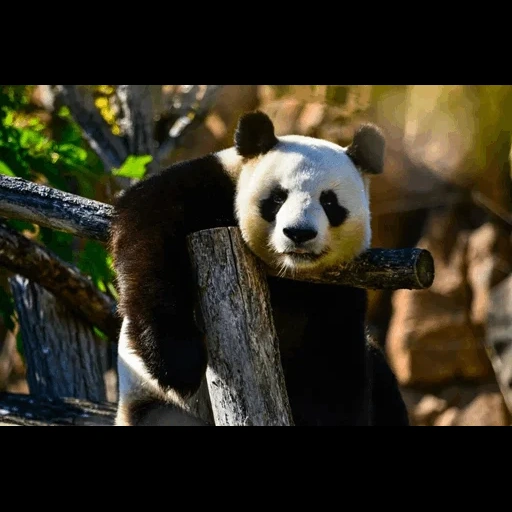 panda, panda panda, pandabaum, panda bear, großer chinesischer panda