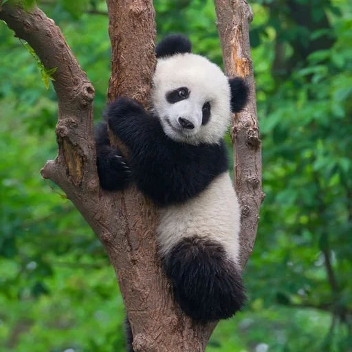 panda, pohon panda, panda mona lisa, panda raksasa, raccoon panda besar