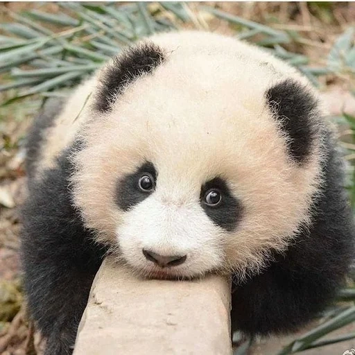 panda, panda aka, slow life ep, panda géant, le panda est en peluche