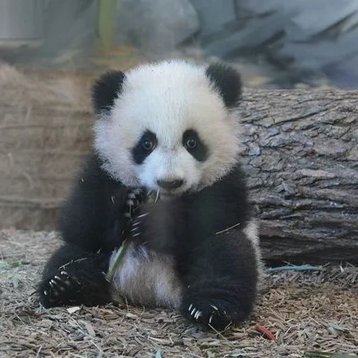 panda, panda géant, cub de panda, petit panda, panda géant