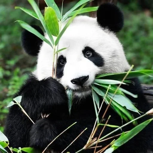 панды, бамбук панда, большая панда, сибирская панда, млекопитающие панда