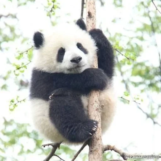 panda, panda gigante, panda animal, animales panda, panda trompeta