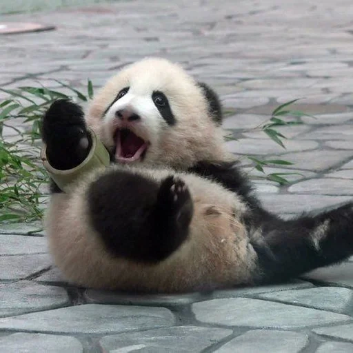 panda, panda lindo, panda cachorro, panda agitando su pata, zoológico de novosibirsk panda