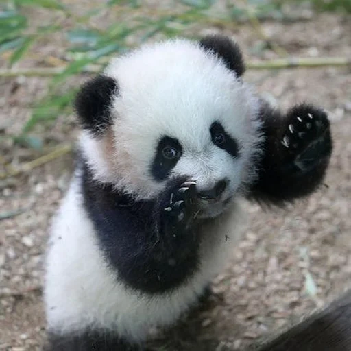 bit panda, lovely panda, panda panda, giant panda, giant panda