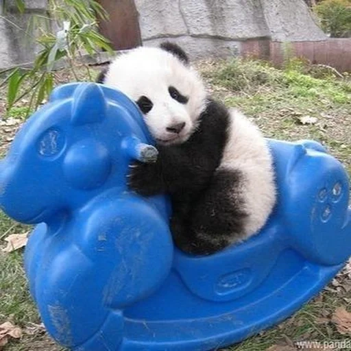 panda, panda jugando, panda gigante, animales panda, panda gigante