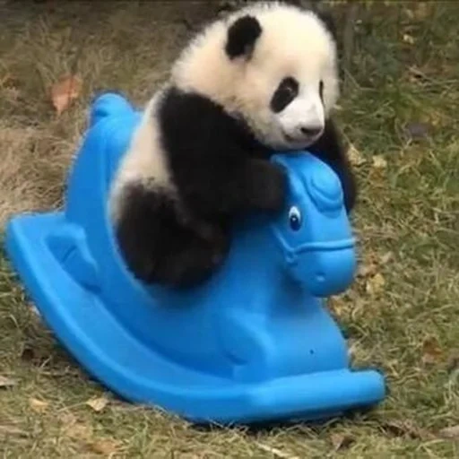panda, panda panda, panda bebé, panda divertido, animales panda