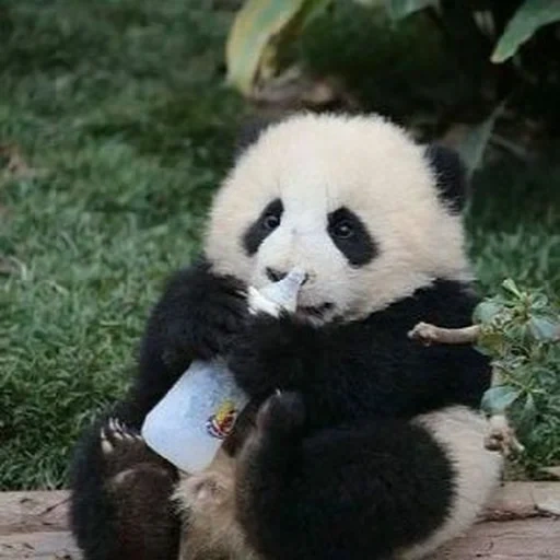 панда, милая панда, большая панда, пинь-пинь панда, панда маленькая