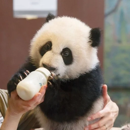 panda, pandas nase, panda ist lieb, kleiner panda, panda gierig
