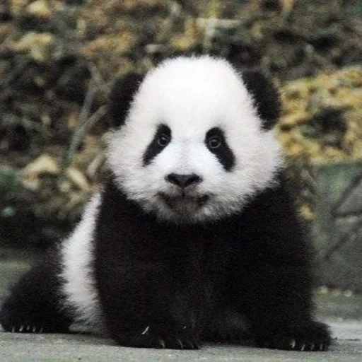pandy, panda géant, panda moelleux, le panda est un animal, panda géant