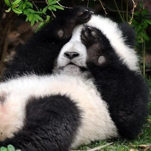 panda, a pair of pandas, panda is cute, panda bear, panda animal