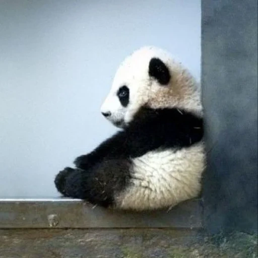 panda, sono un panda, panda animale, animali panda, cucciolo di panda
