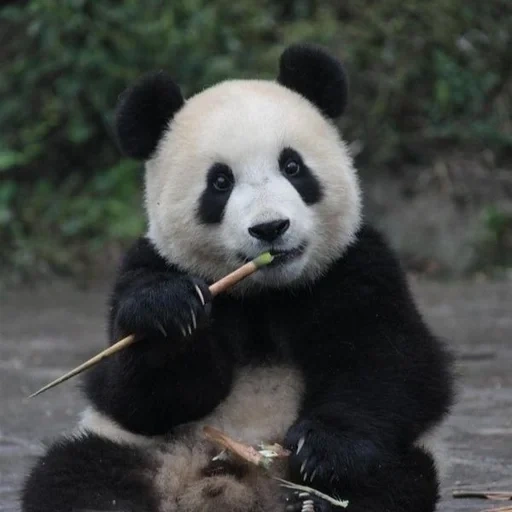panda, panda géant, géant de panda, panda géant, panda en bambou