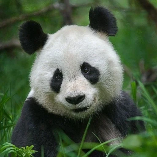 panda, panda panda, giant panda, panda animal, giant panda and bamboo bear