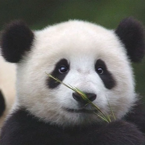 милая панда, большая панда, панда животное, гигантская панда, фотография панды