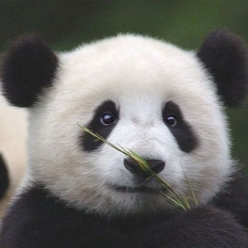 lovely panda, giant panda, panda animal, giant panda, photos of pandas