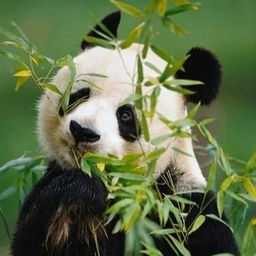 panda, panda panda, panda bambus, riesenpanda, bambus panda