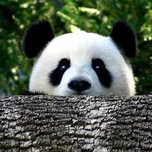 panda, andy panda, andre panda, panda panda, asli panda
