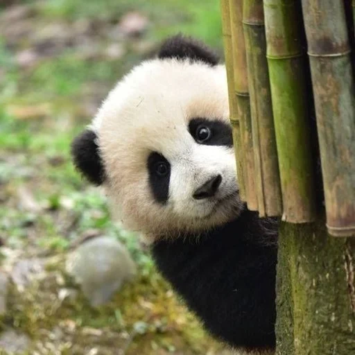 панда, милая панда, панды милые, большая панда, гигантская панда