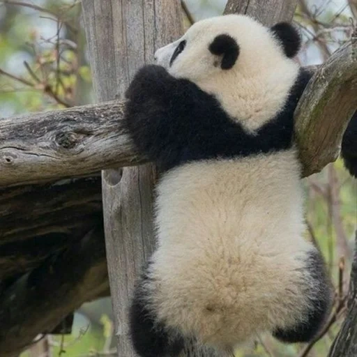 панда, панда милая, панда висит, большая панда, гигантская панда