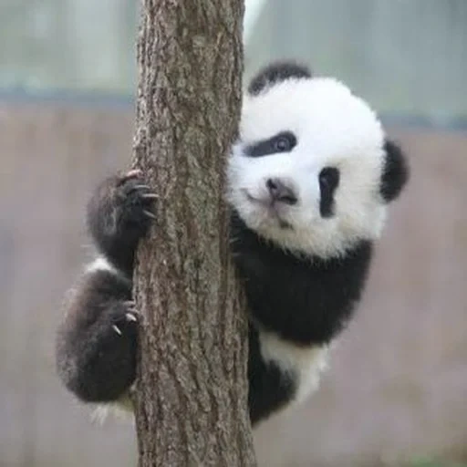 panda, panda en bambou, panda, grand panda chinois, panda en bambou rouge