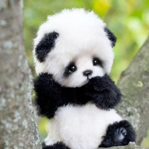 panda, panda carino, panda peloso, panda nano, panda più carino