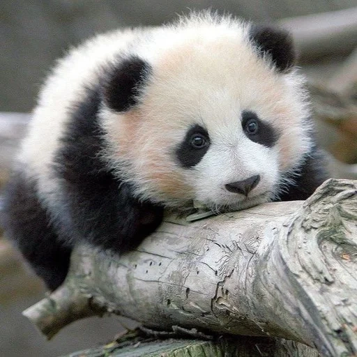 panda, panda 200x200, panda grande, panda animal, animales panda