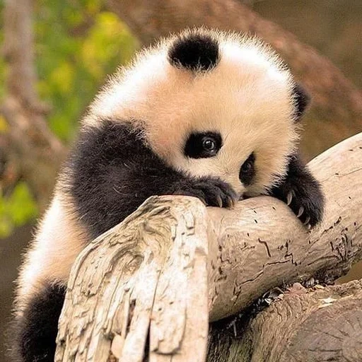 panda, panda géant, panda triste, le panda est un animal, le panda est petit